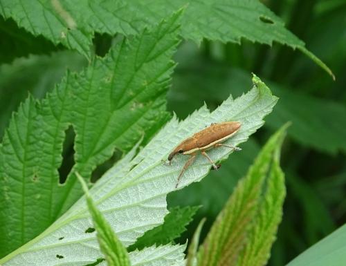 Réf. 232 667 : Lixus sp.
